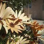 佩拉公寓 * 赫瓦尔